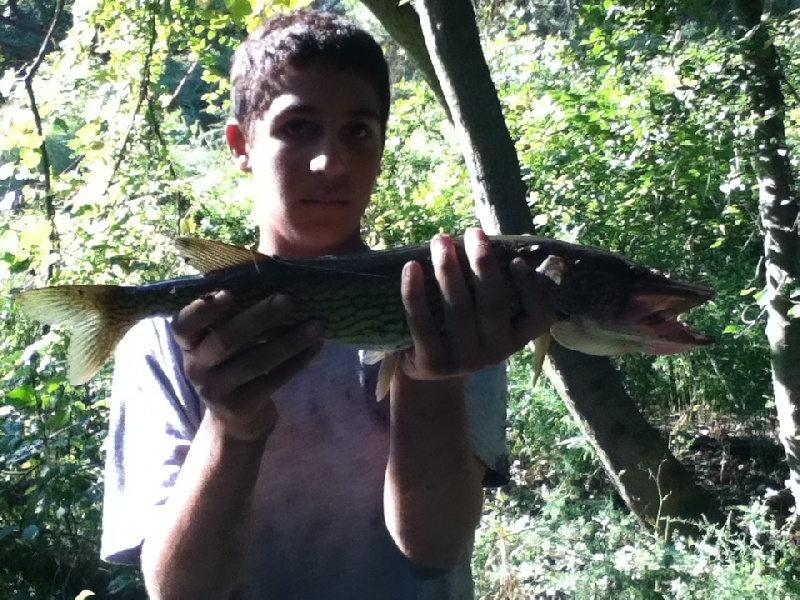 huge pickerel