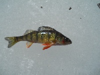 My first Ice fishing attempt.