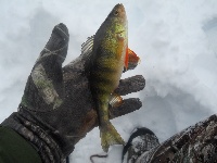 Go for the bass, stay to unhook the perch!